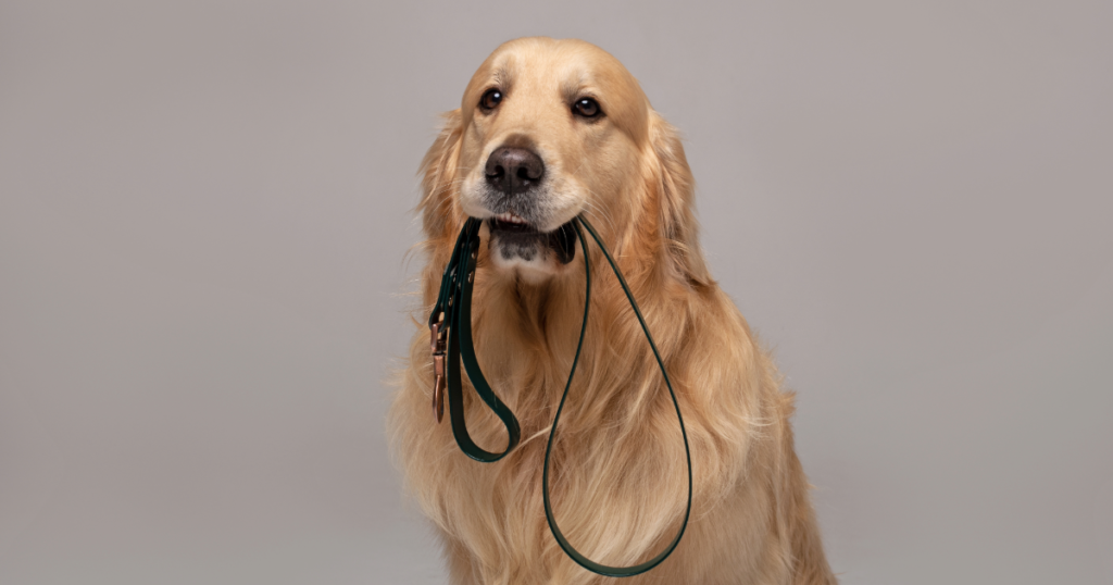 犬 リード 法律 条令 ストア なし